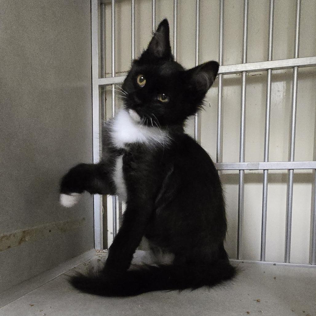 Enlarge Pierogi, a Adoptable Domestic Medium Hair in Colorado Springs, CO image 2/5