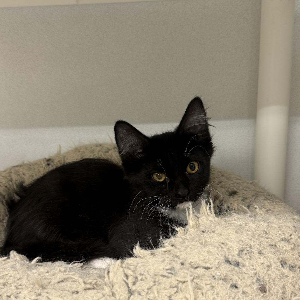 Enlarge Pierogi, a Adoptable Domestic Medium Hair in Colorado Springs, CO image 3/5