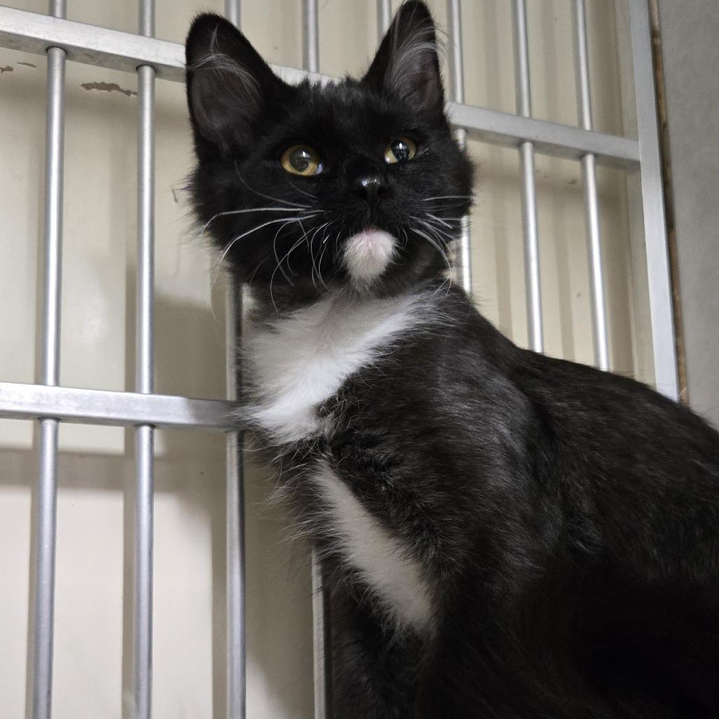 Enlarge Pierogi, a Adoptable Domestic Medium Hair in Colorado Springs, CO image 4/5