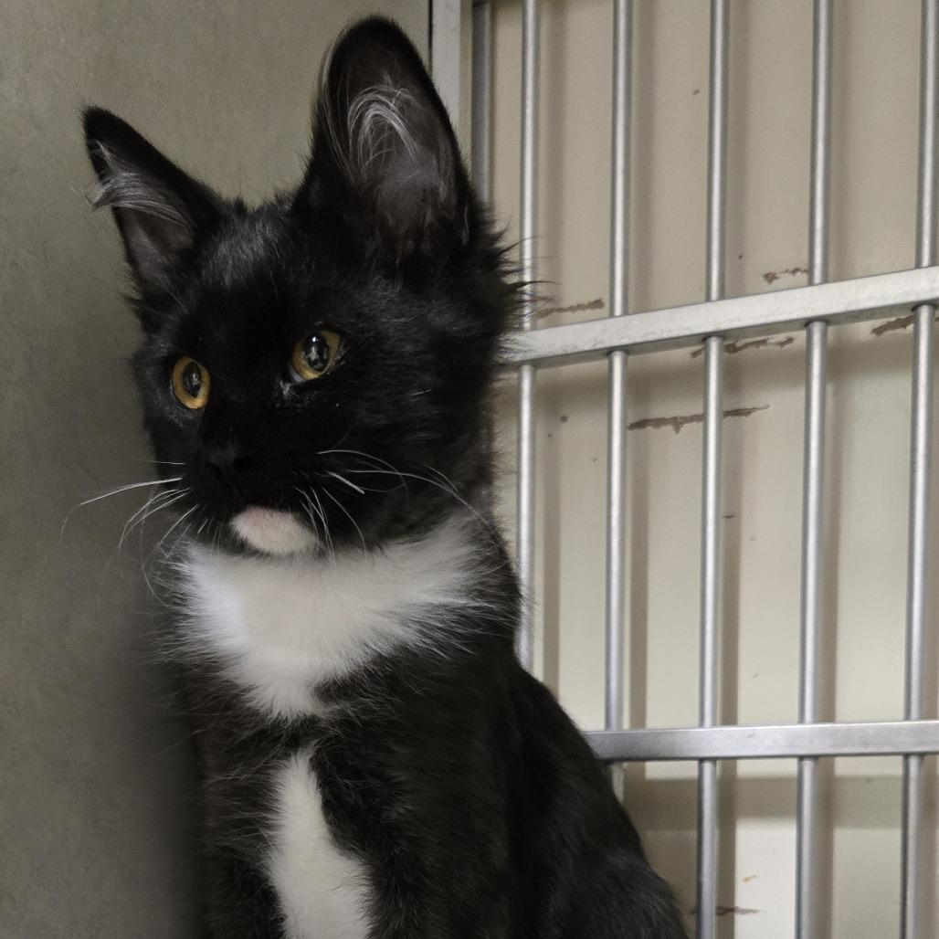 Enlarge Pierogi, a Adoptable Domestic Medium Hair in Colorado Springs, CO image 5/5