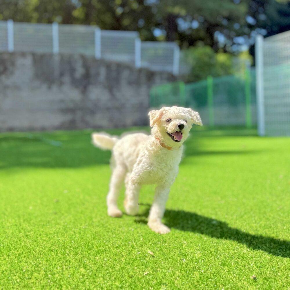 Enlarge Mars, a Adopted Maltese in Long Island City, NY image 1/2