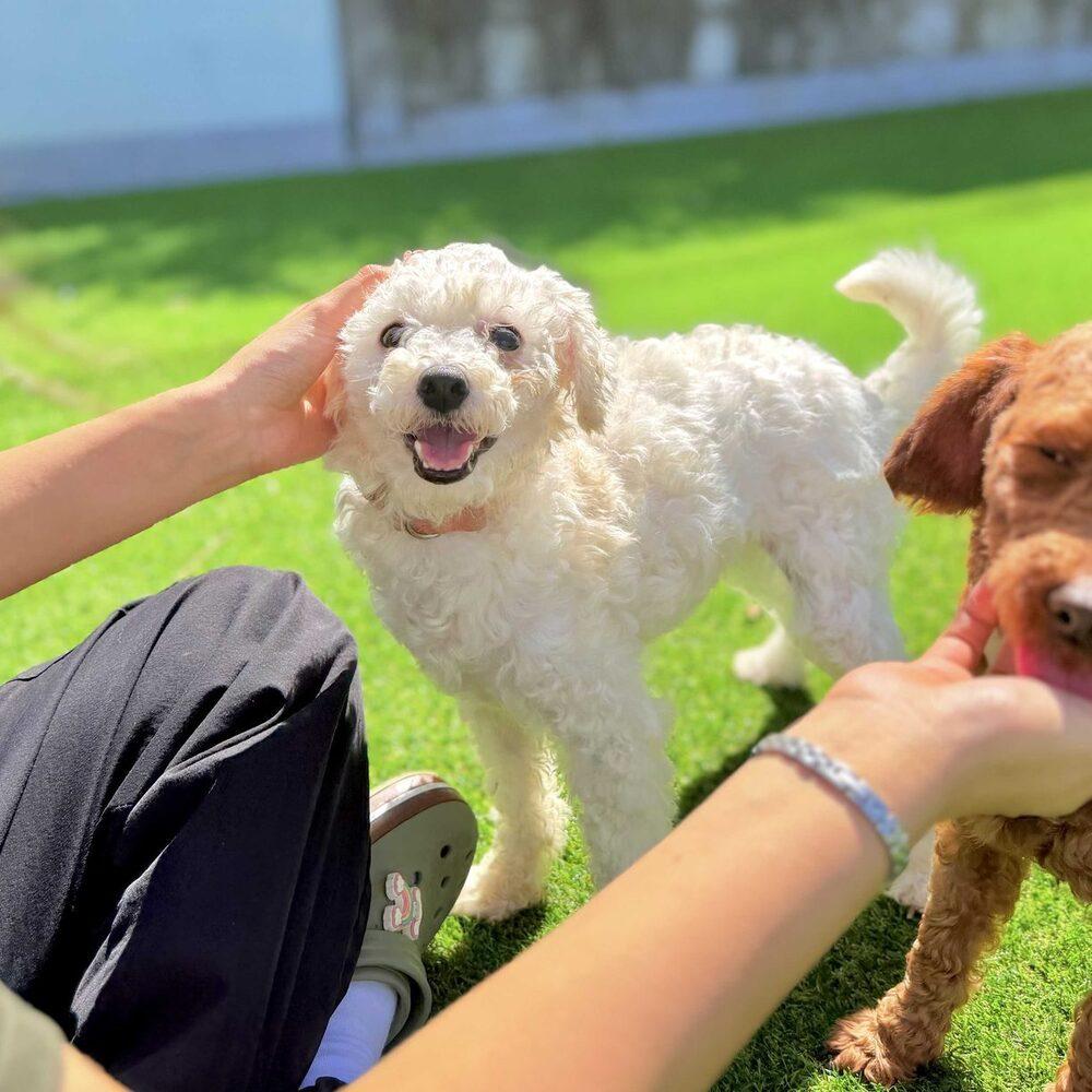 Enlarge Mars, a Adopted Maltese in Long Island City, NY image 2/2