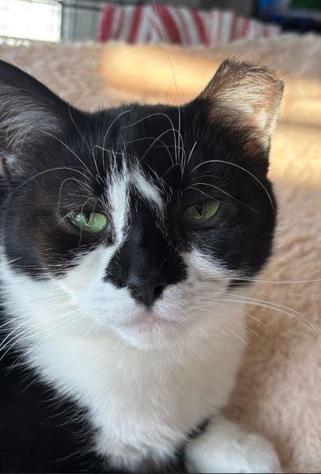 Isla, Adoptable, Adult Female Domestic Short Hair.