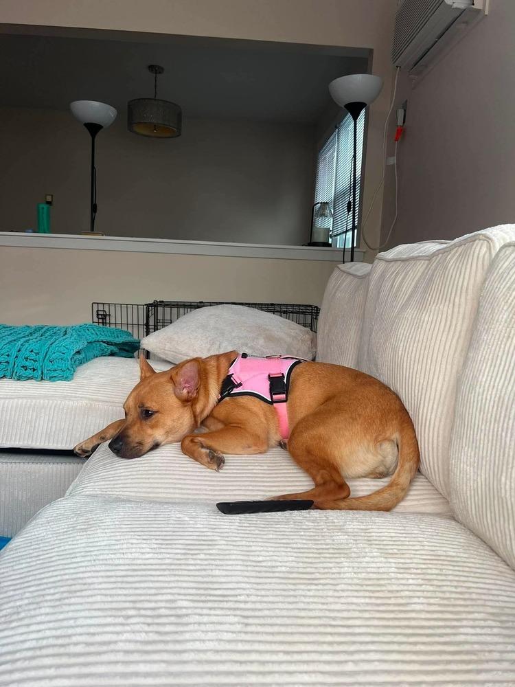 Miss Coco, Adoptable, Adult Female Mixed Breed.