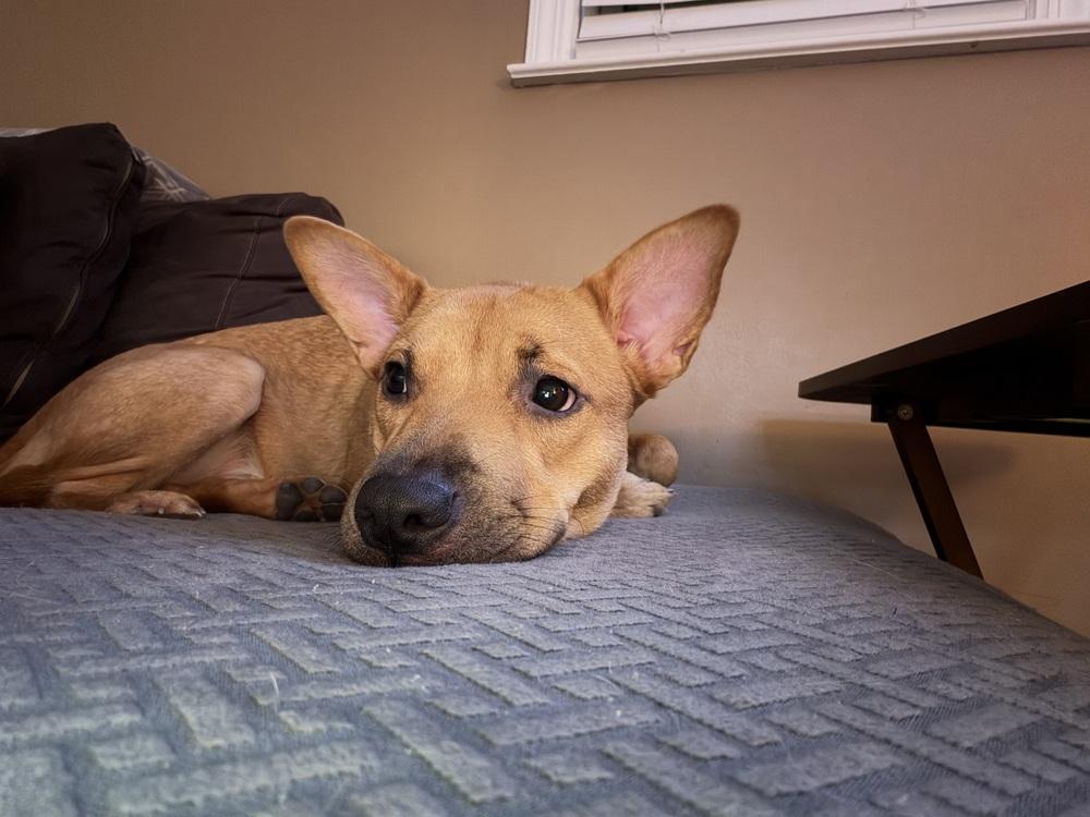 Enlarge Miss Coco, a Adoptable mixed breed in Valley Stream, NY image 1/6