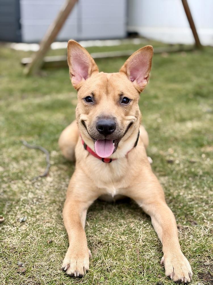 Enlarge Miss Coco, a Adoptable mixed breed in Valley Stream, NY image 2/6