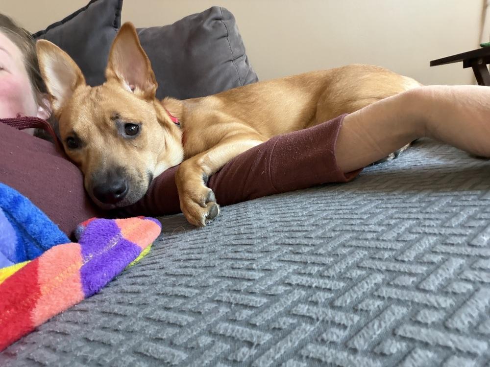 Enlarge Miss Coco, a Adoptable mixed breed in Valley Stream, NY image 3/6