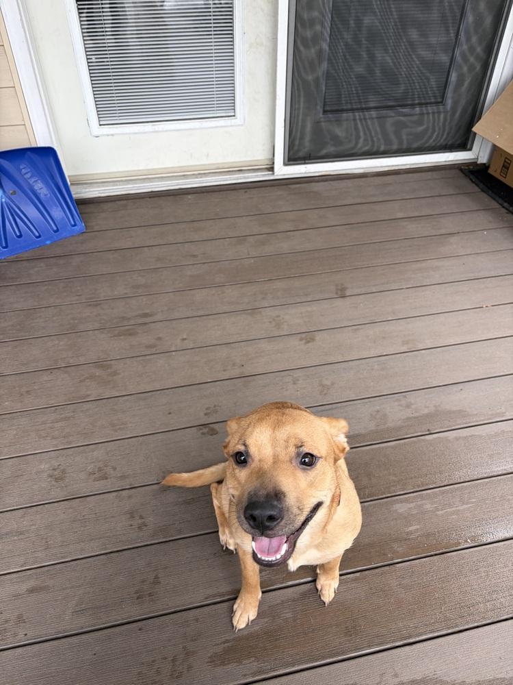 Enlarge Miss Coco, a Adoptable mixed breed in Valley Stream, NY image 3/6