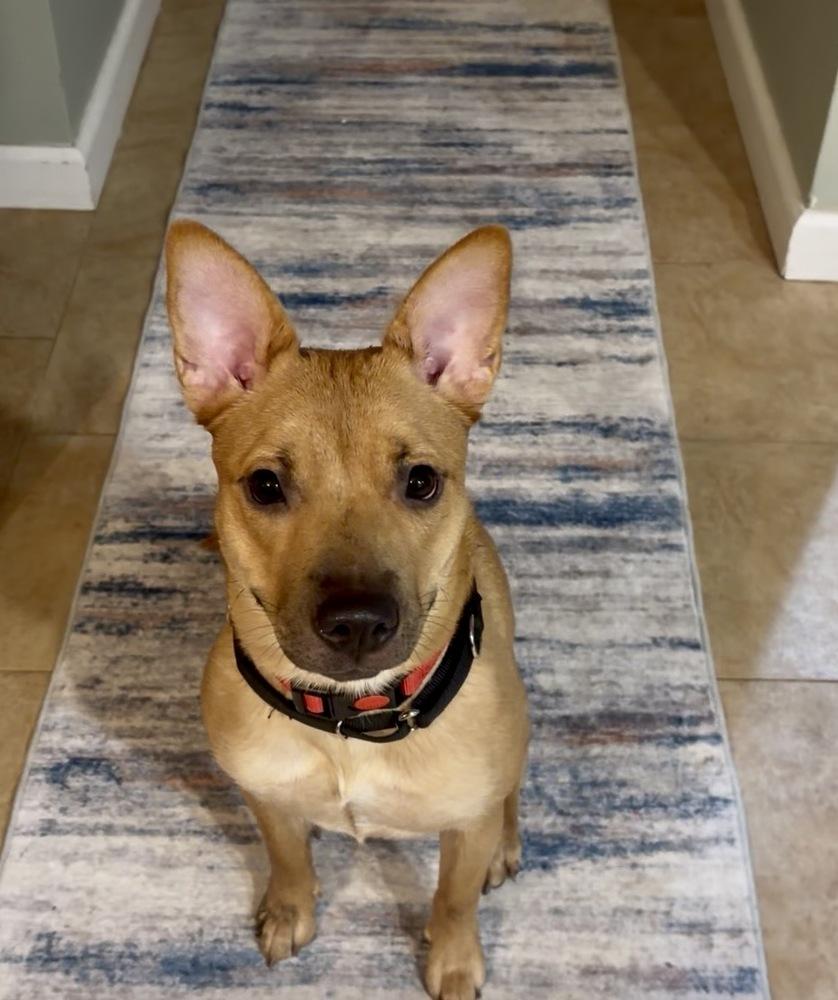 Enlarge Miss Coco, a Adoptable mixed breed in Valley Stream, NY image 5/6