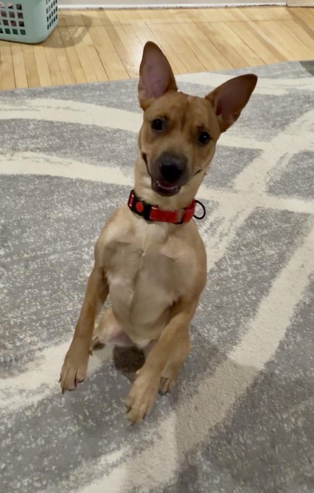 Enlarge Miss Coco, a Adoptable mixed breed in Valley Stream, NY image 6/6