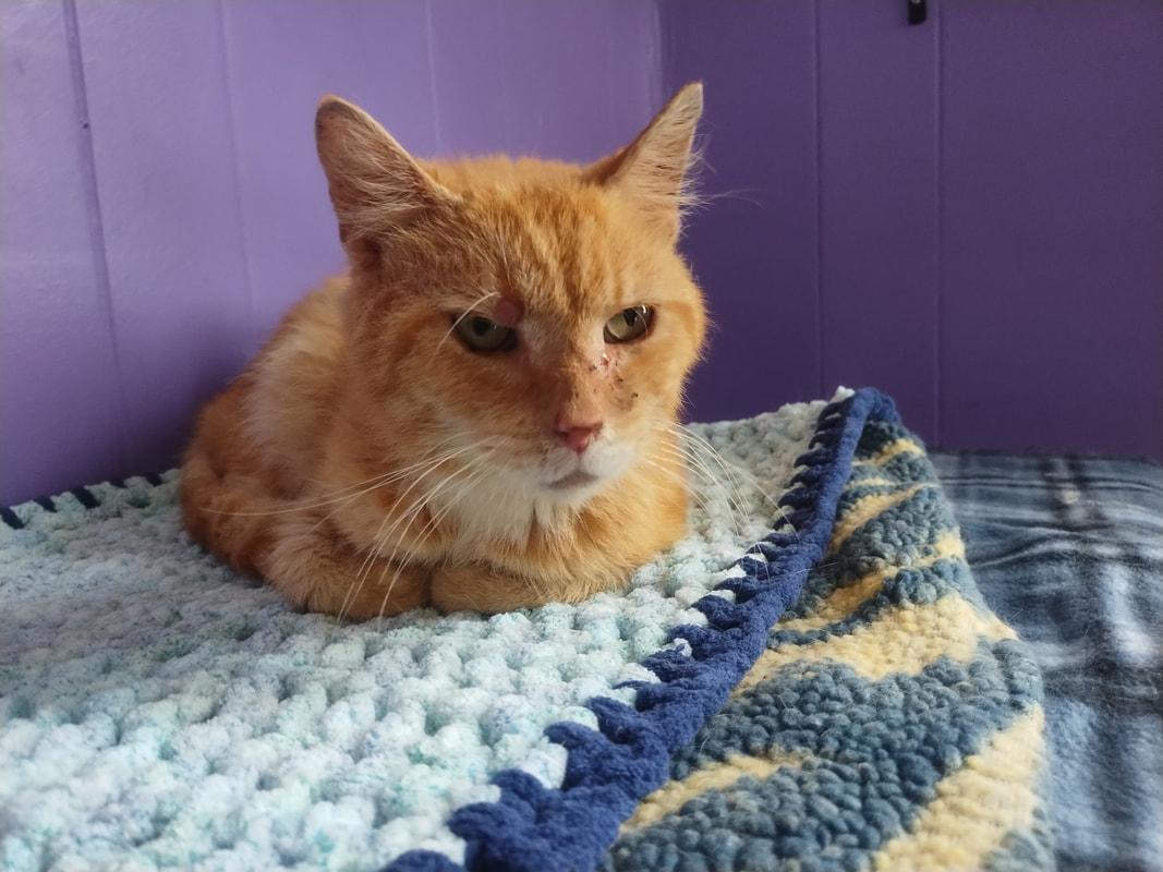 Enlarge Albert (with foster), a Adoptable Domestic Short Hair in Kalamazoo, MI image 1/2