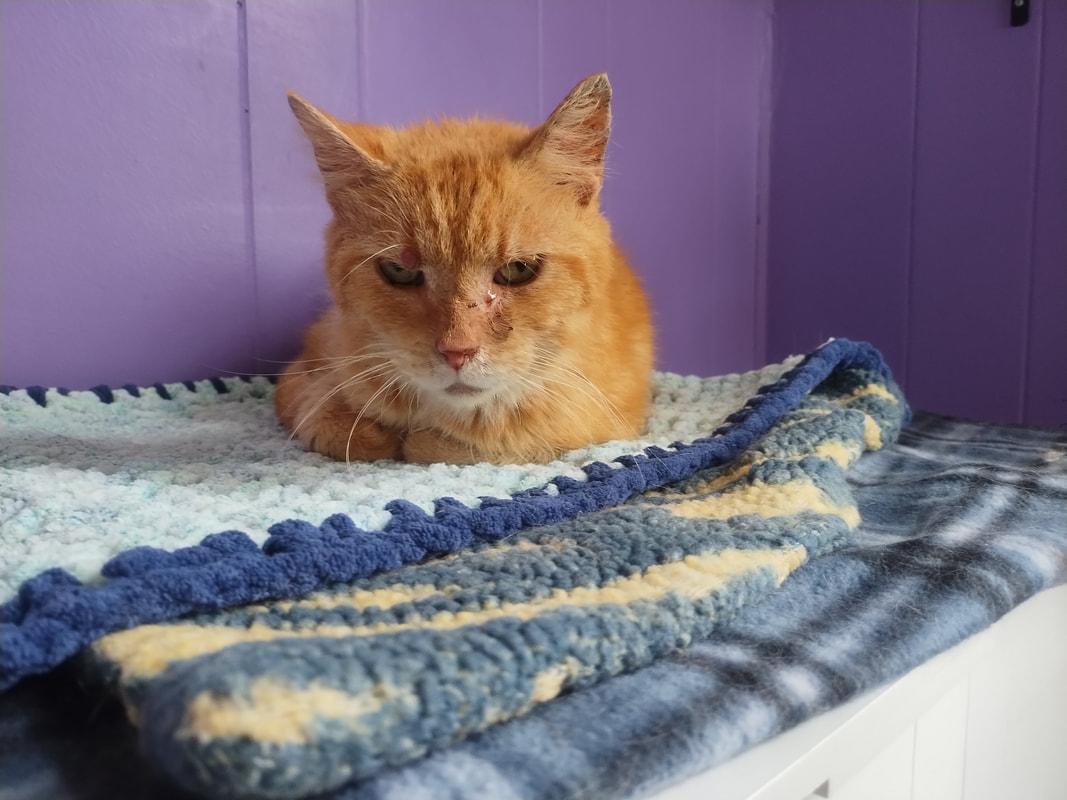 Albert (with foster) — thumbnail 2