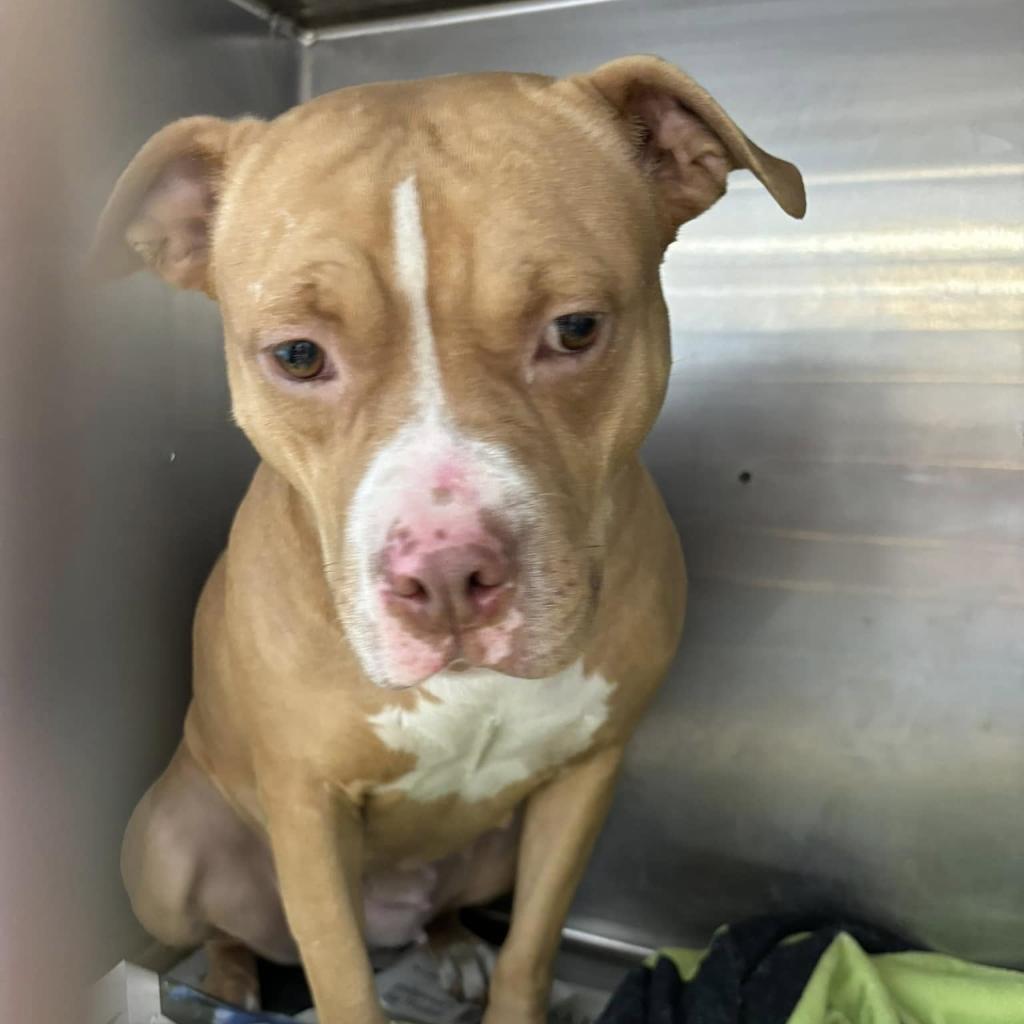 Enlarge Baby, a Adoptable Pit Bull Terrier in Rossville, GA image 1/1