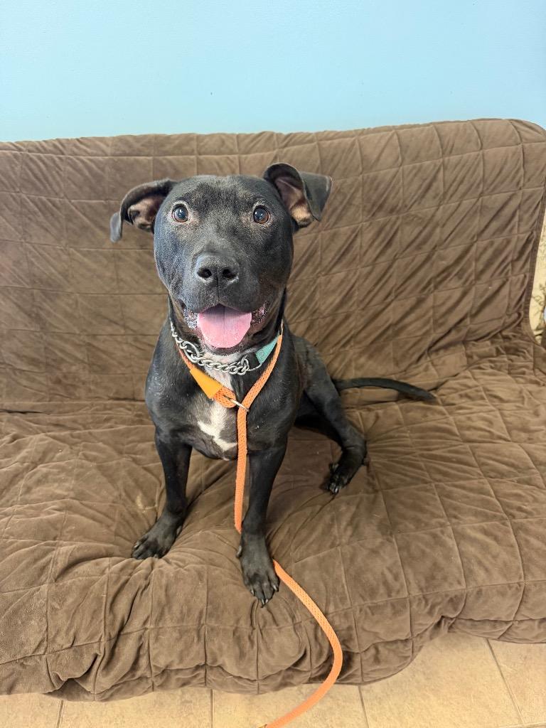 Wyatt, Adoptable, Young Male Pit Bull Terrier.
