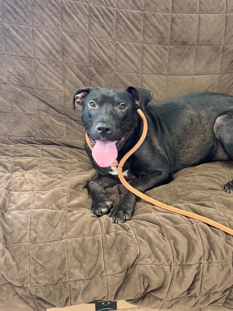 Wyatt, a Adoptable Pit Bull Terrier in Marion, OH image 2/3
