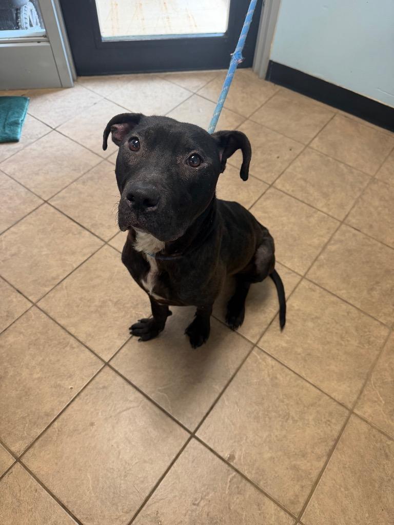 Wyatt, a Adoptable Pit Bull Terrier in Marion, OH image 3/3