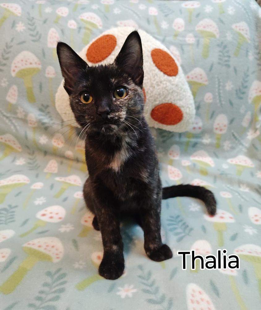 **Cat Cafe** Thalia, Adoptable, Kitten Female Domestic Short Hair.