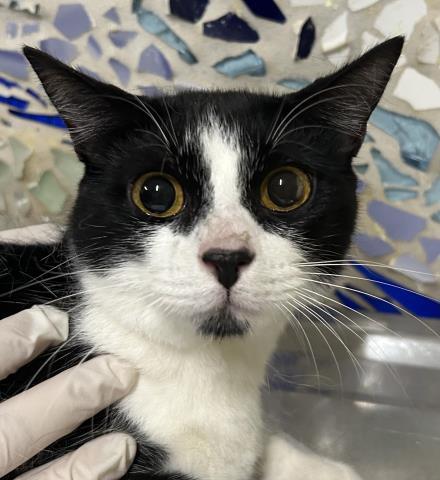 CHICKEN NUGGET, Adoptable, Young Male Domestic Short Hair.