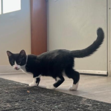 Enlarge Kris, an adopted Tuxedo in Kankakee, IL image 2/4