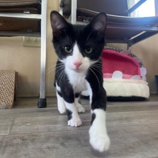 Kris, adopted, Kitten Male Tuxedo.