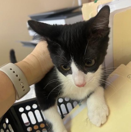 Enlarge Kris, an adopted Tuxedo in Kankakee, IL image 4/4