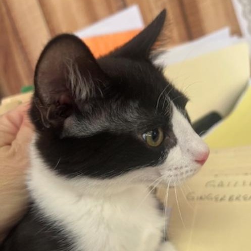 Enlarge Kris, an adopted Tuxedo in Kankakee, IL image 3/4