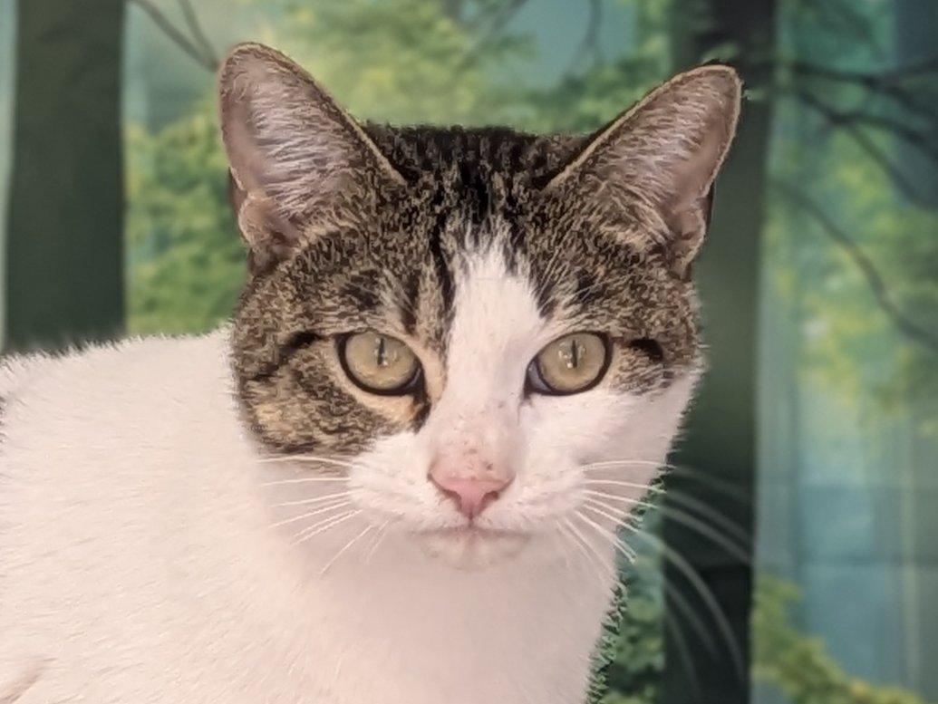 Enlarge Miss Kitty, a Adoptable mixed breed in Monroe, WA image 4/6