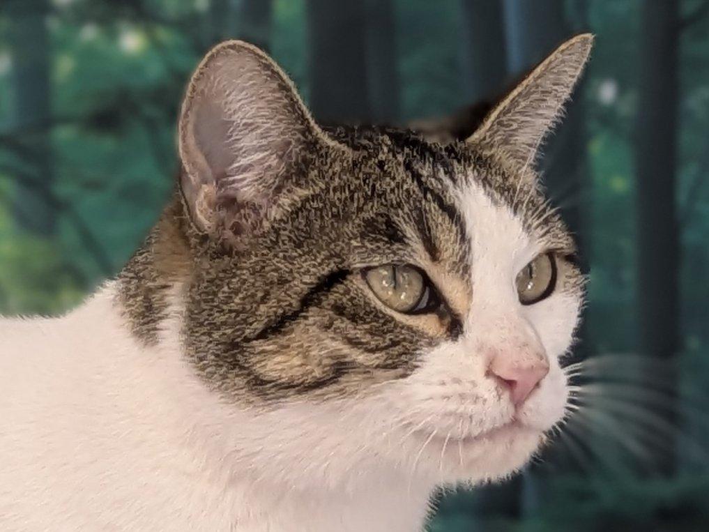 Enlarge Miss Kitty, a Adoptable mixed breed in Monroe, WA image 5/6