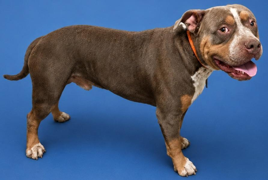 Buck, Adoptable, Young Male American Staffordshire Terrier.
