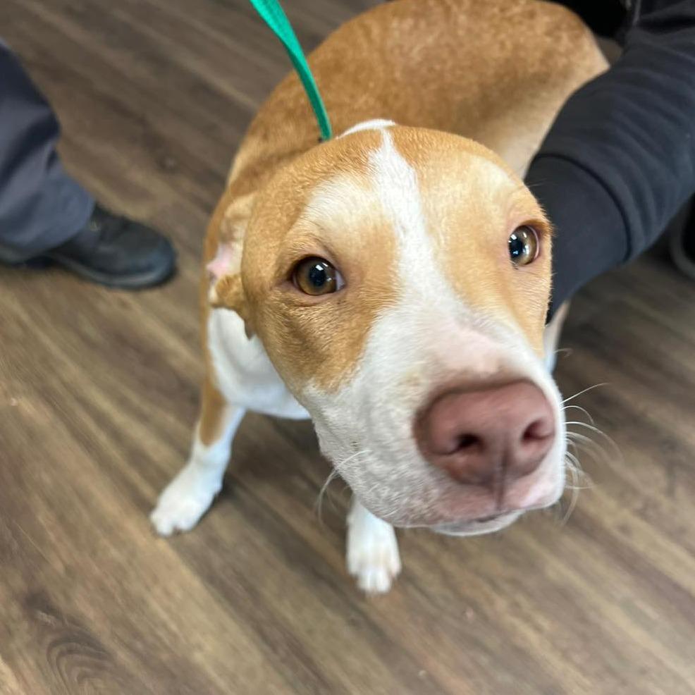 DAISY DAWN  Available NOW - ADOPTION or RESCUE!, Adoptable, Puppy Female Mixed Breed.