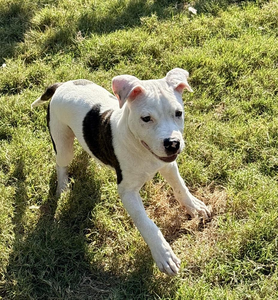Enlarge RALEIGH, a Adoptable mixed breed in Thompson, PA image 1/4