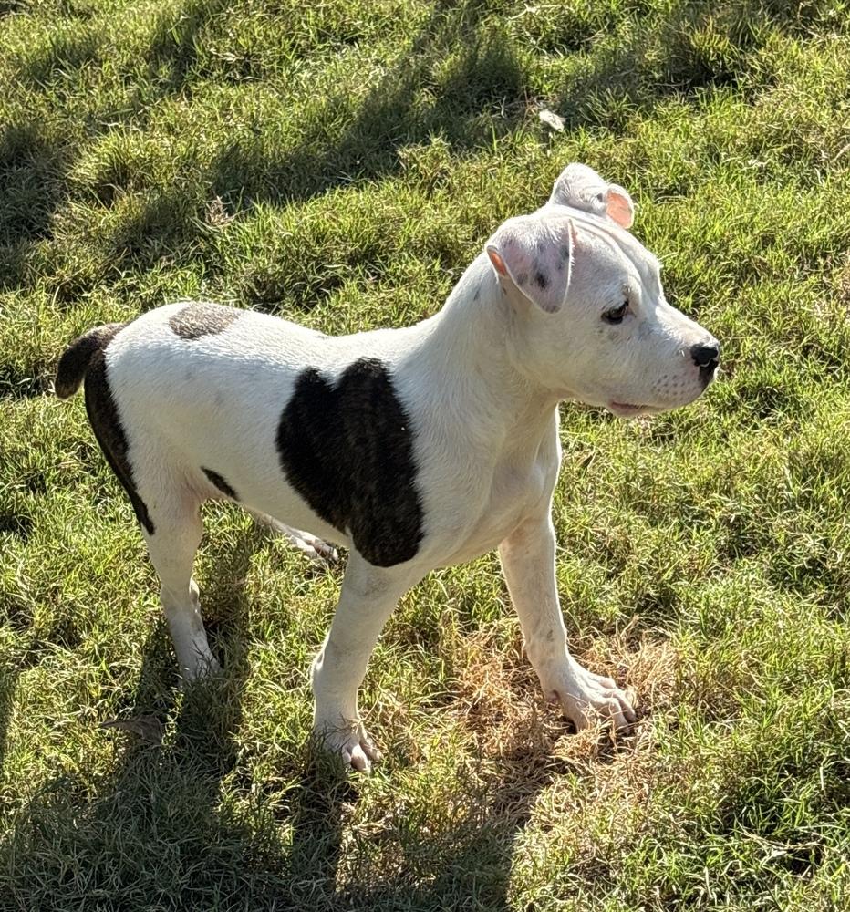 Enlarge RALEIGH, a Adoptable mixed breed in Thompson, PA image 2/4