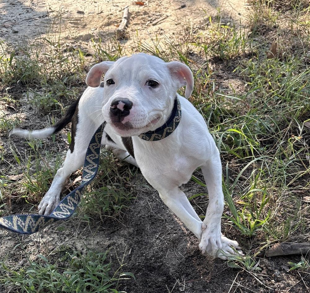 Enlarge RALEIGH, a Adoptable mixed breed in Thompson, PA image 4/4