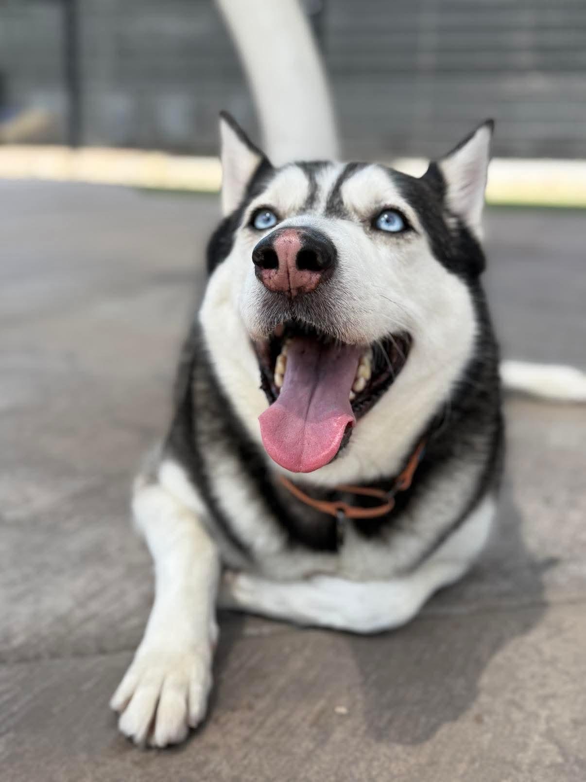 Shadow, a Adoptable mixed breed in Scottsdale, AZ image 5/6