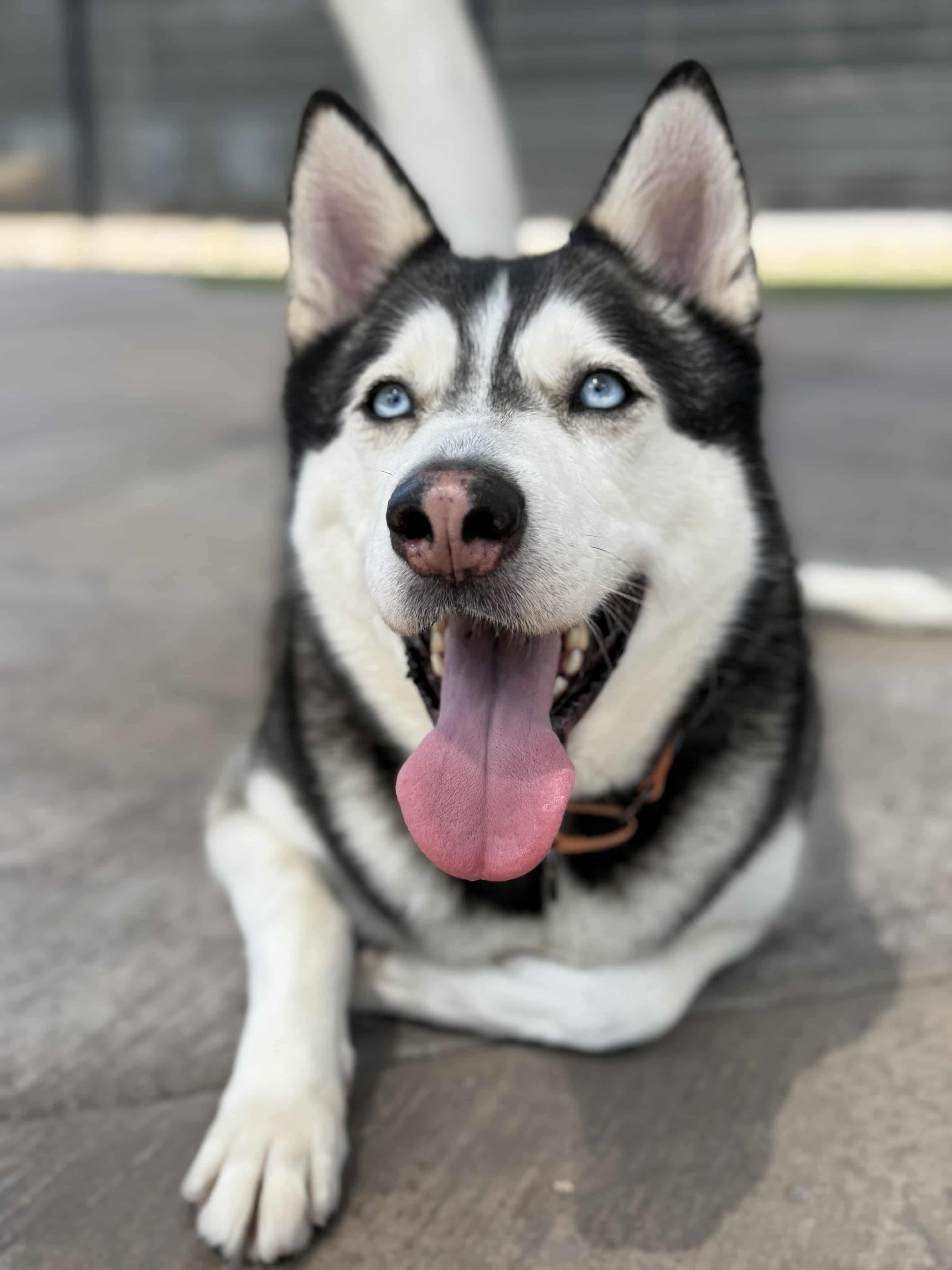 Shadow, a Adoptable mixed breed in Scottsdale, AZ image 4/6