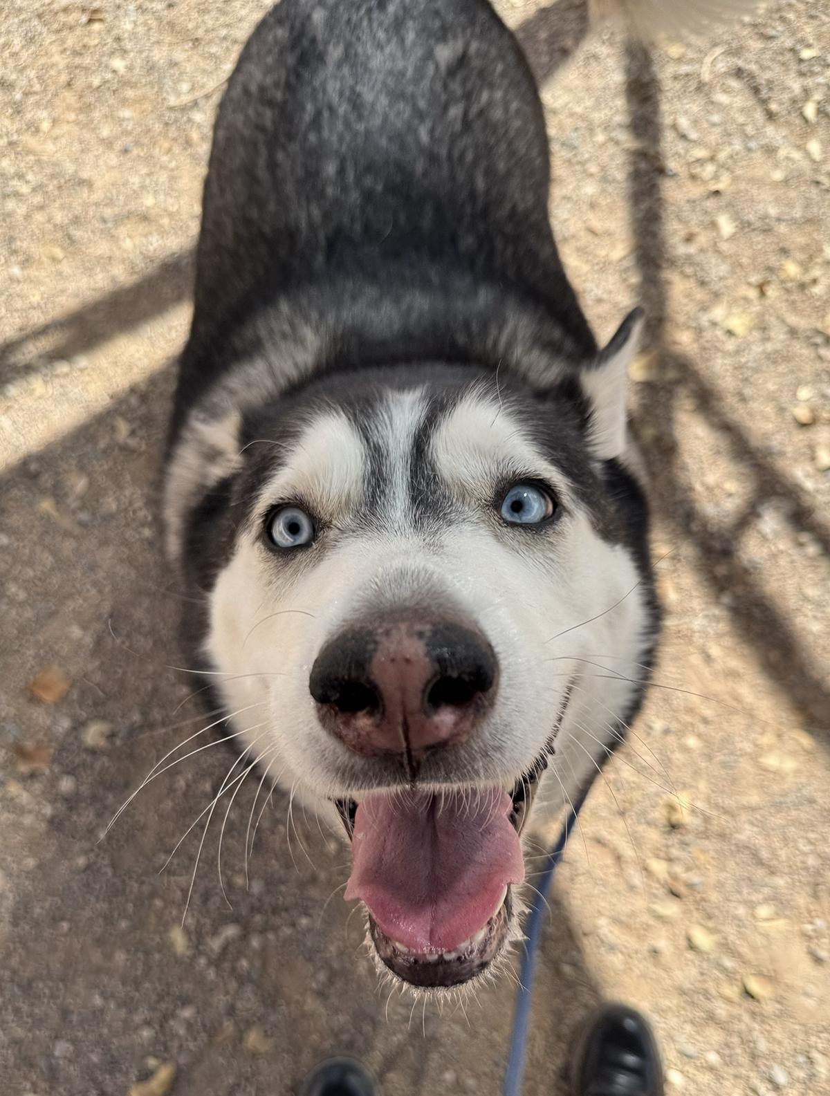 Shadow, a Adoptable mixed breed in Scottsdale, AZ image 2/6