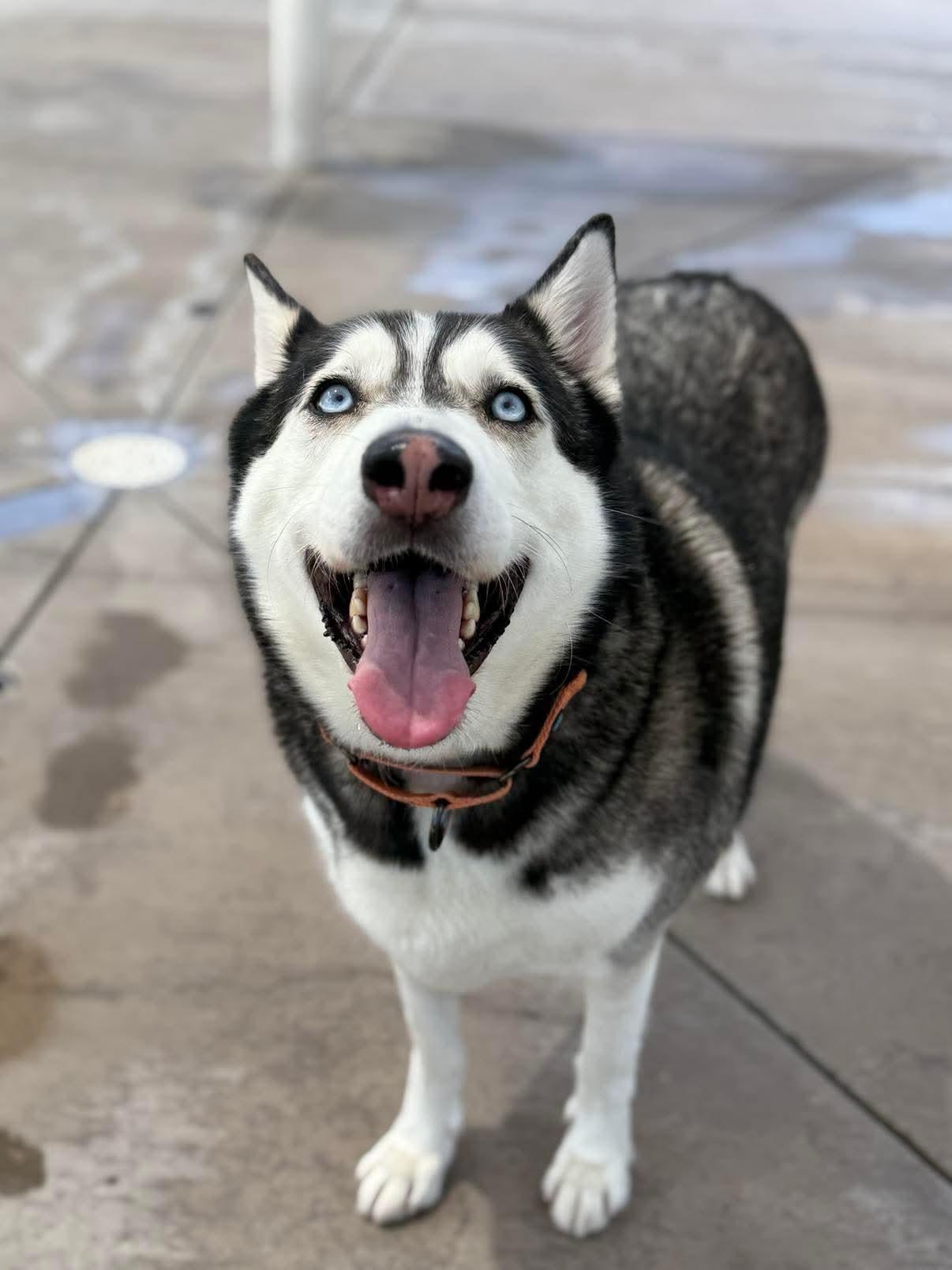 Shadow, Adoptable, Adult Male Siberian Husky & Alaskan Malamute.