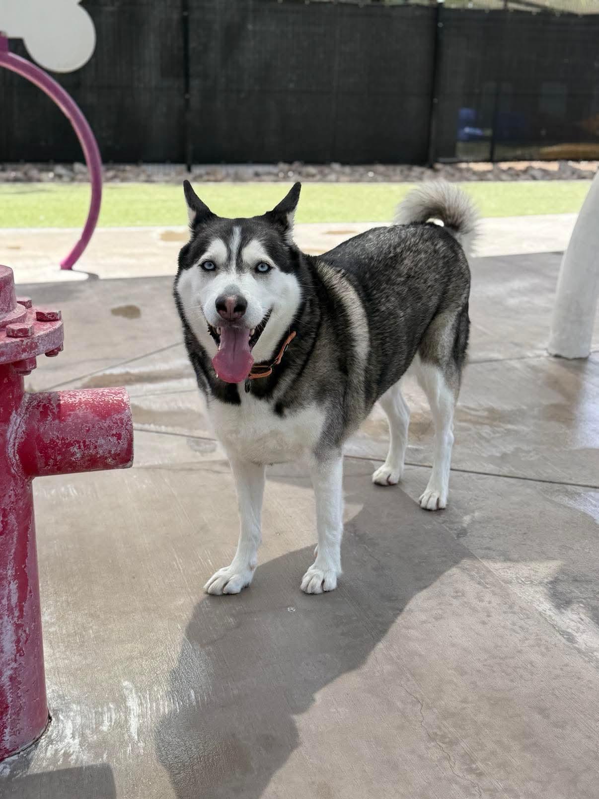 Shadow, a Adoptable mixed breed in Scottsdale, AZ image 3/6
