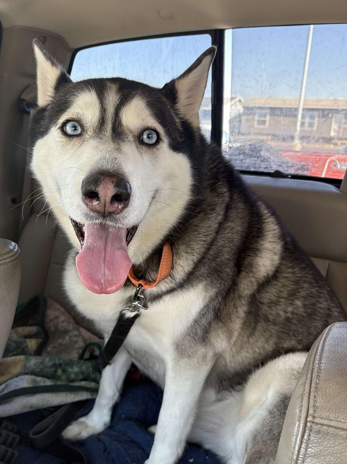 Shadow, a Adoptable mixed breed in Scottsdale, AZ image 6/6