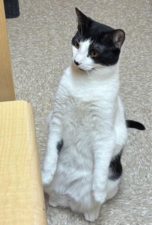 Enlarge Ruby (bonded with Max), an adopted Domestic Short Hair in Pickering, ON image 3/6