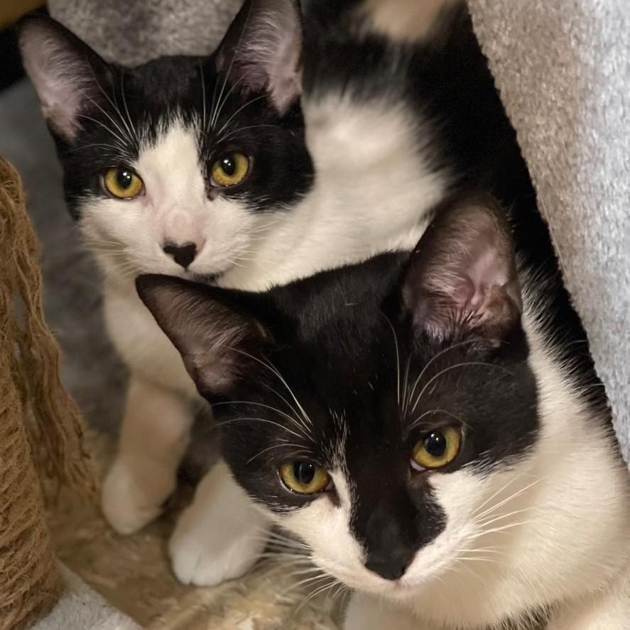 Enlarge Ruby (bonded with Max), an adopted Domestic Short Hair in Pickering, ON image 2/6