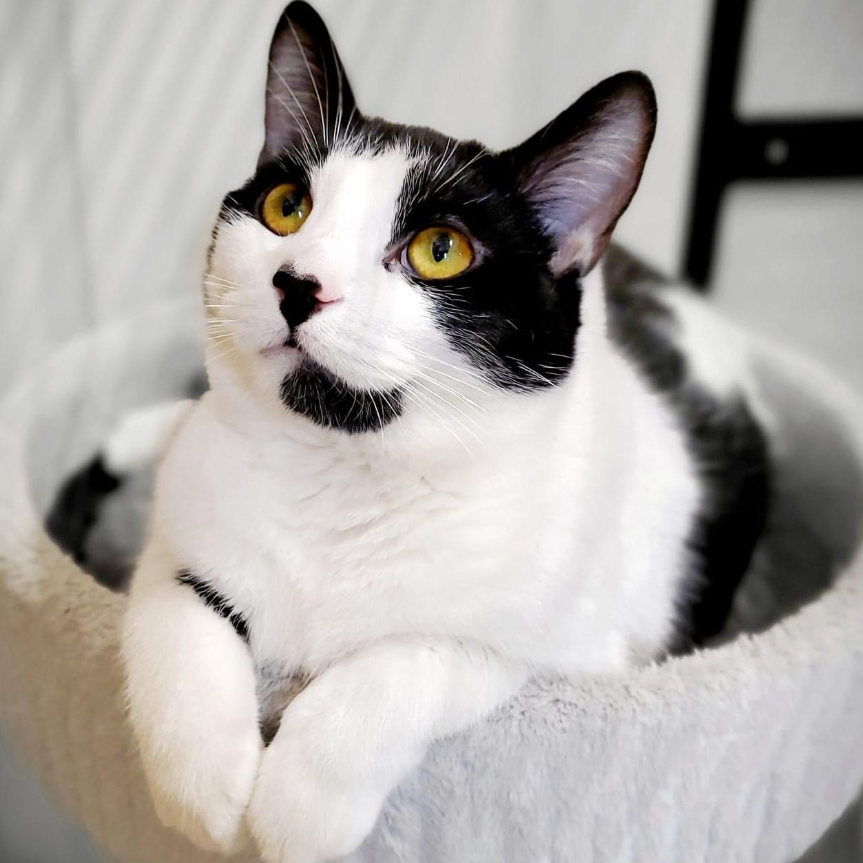 Enlarge Ruby (bonded with Max), an adopted Domestic Short Hair in Pickering, ON image 4/6