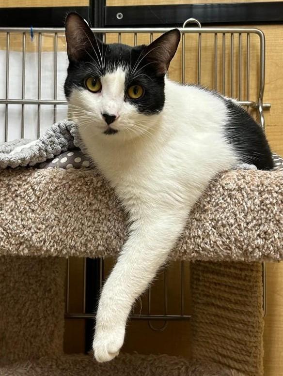 Enlarge Ruby (bonded with Max), an adopted Domestic Short Hair in Pickering, ON image 5/6