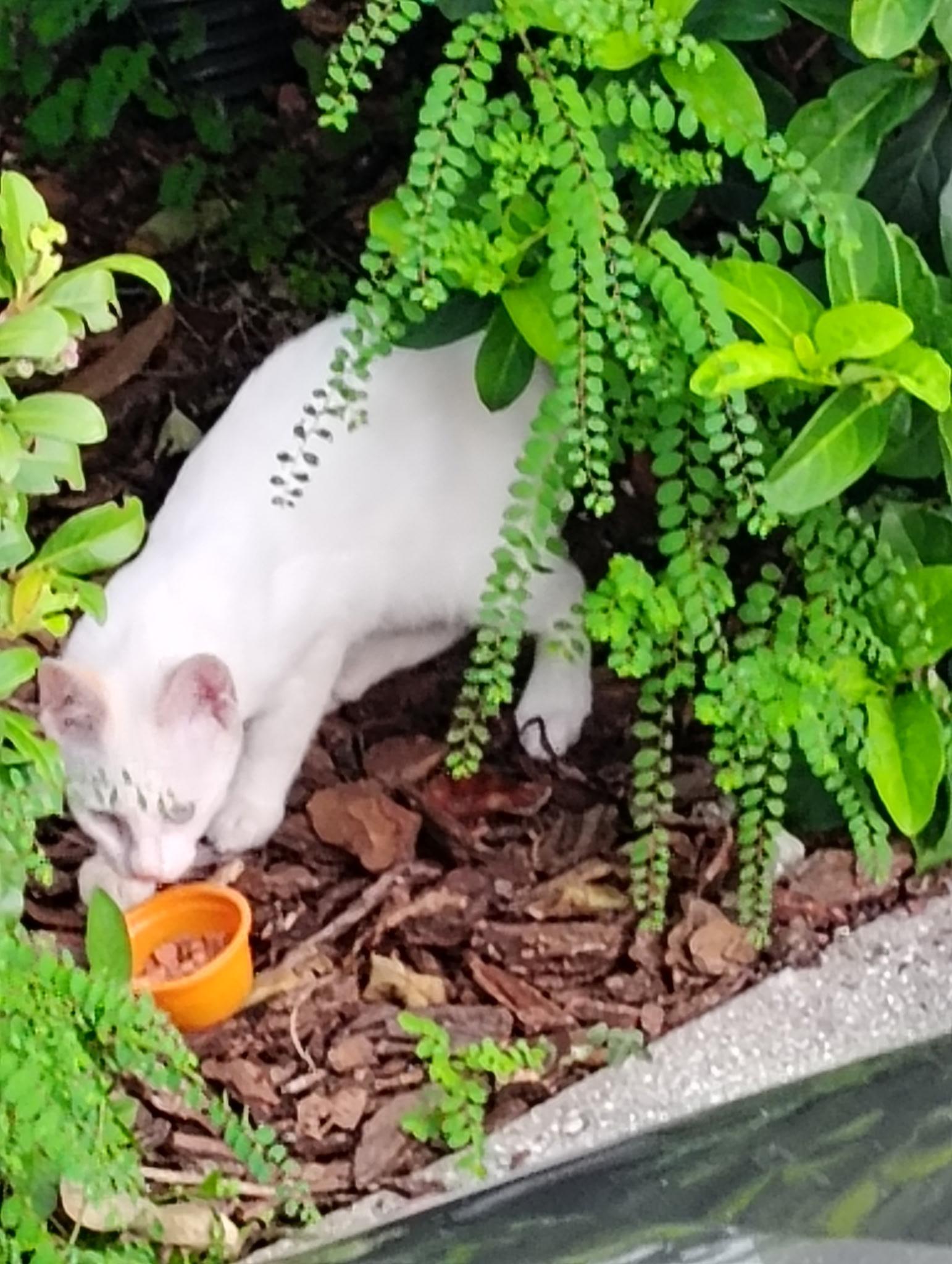 Dipstick (flame point Siamese Blue  eyes)