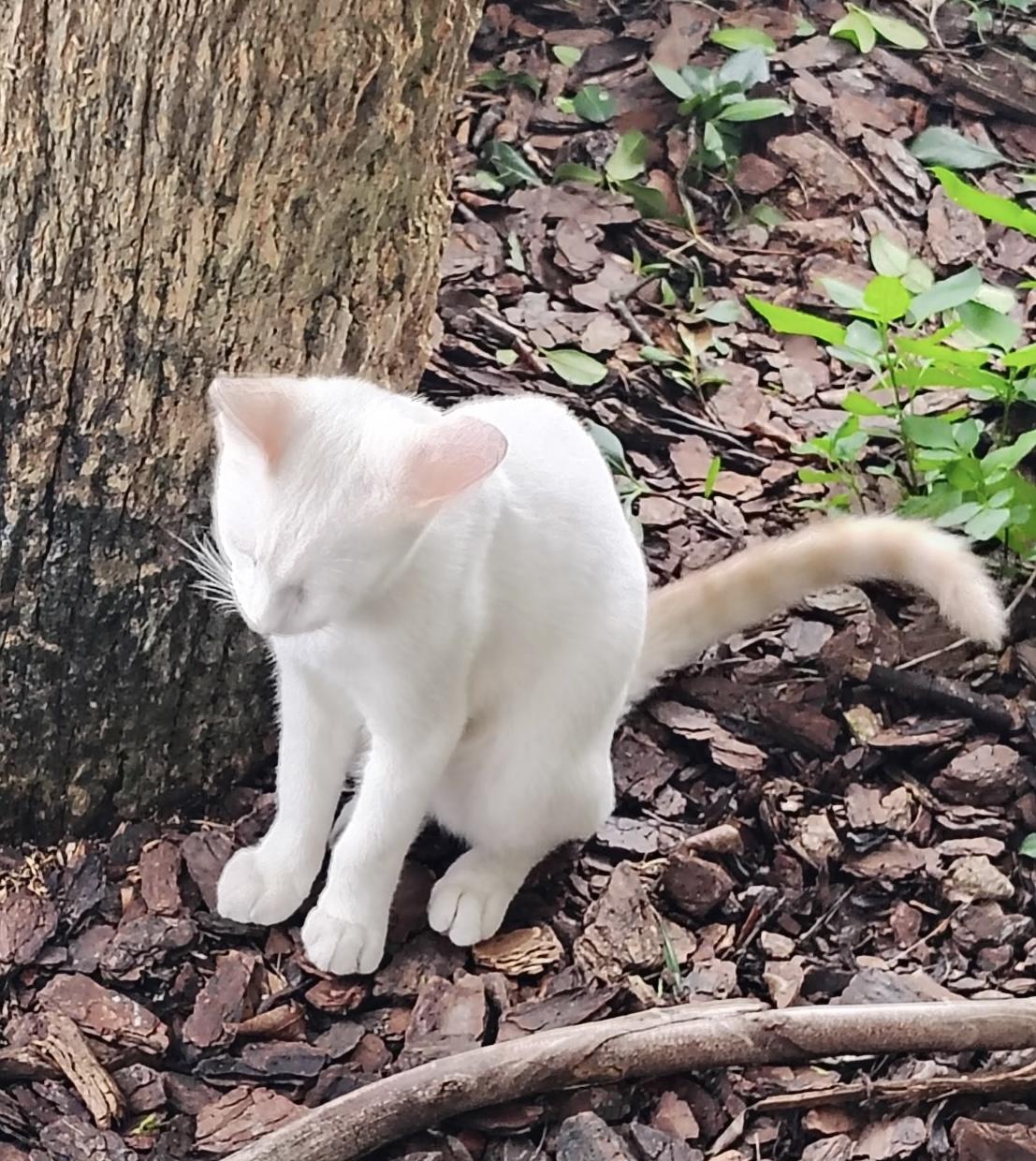 Dipstick (flame point Siamese Blue  eyes)