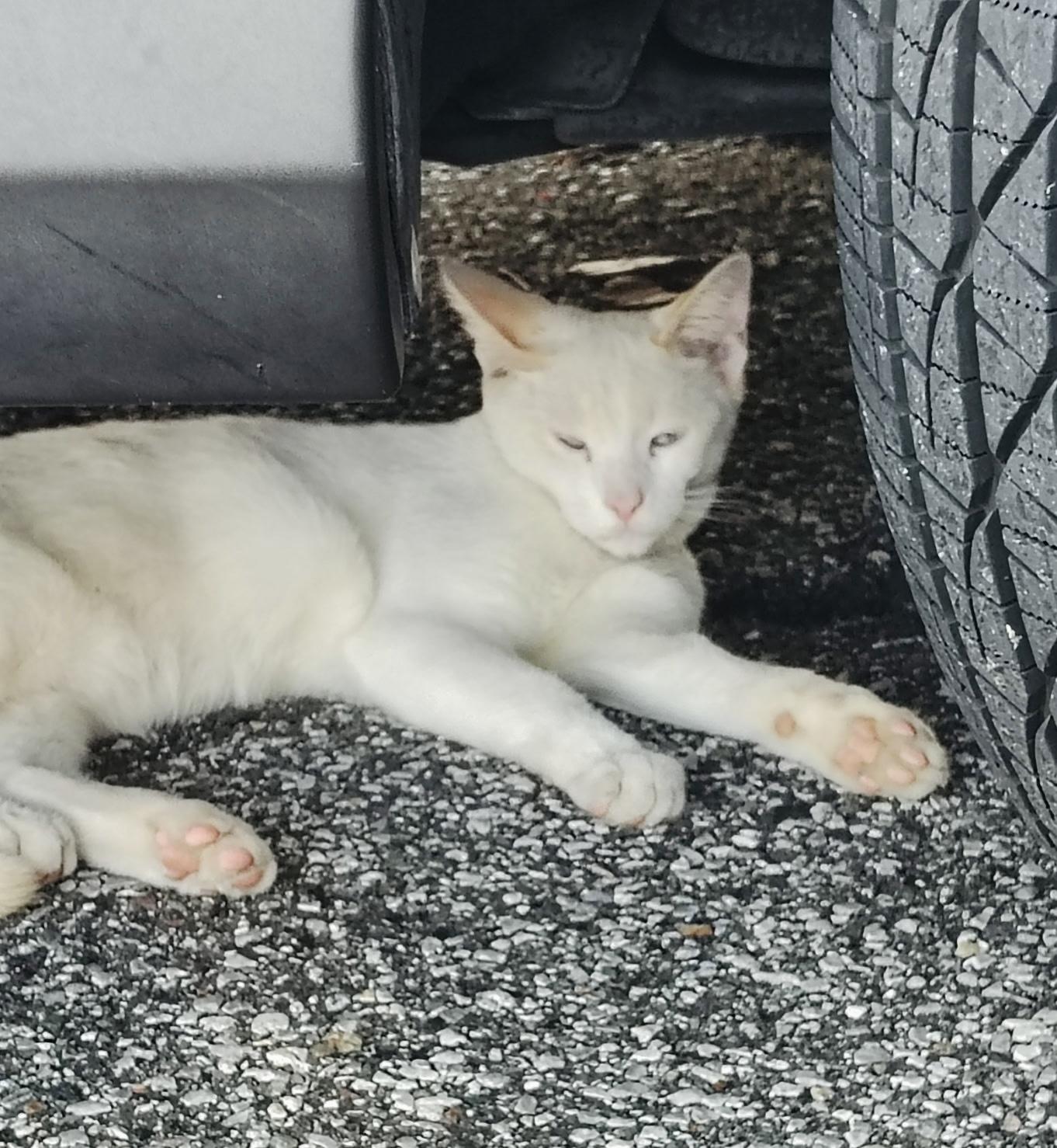 Dipstick (flame point Siamese Blue  eyes)