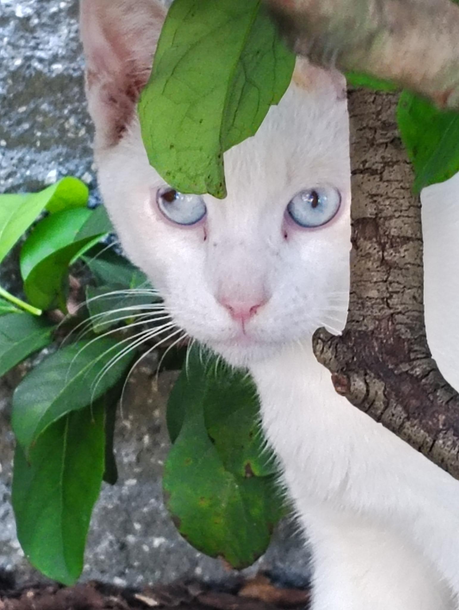 Dipstick (flame point Siamese Blue  eyes)