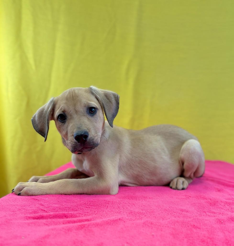 Spork, Adoptable, Puppy Female Black Mouth Cur & Labrador Retriever.