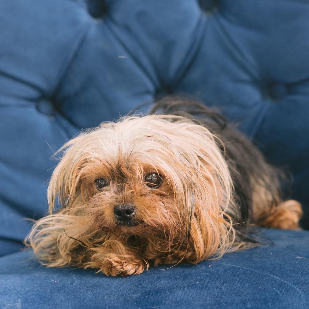 Kaylene, Adoptable, Adult Female Yorkshire Terrier.