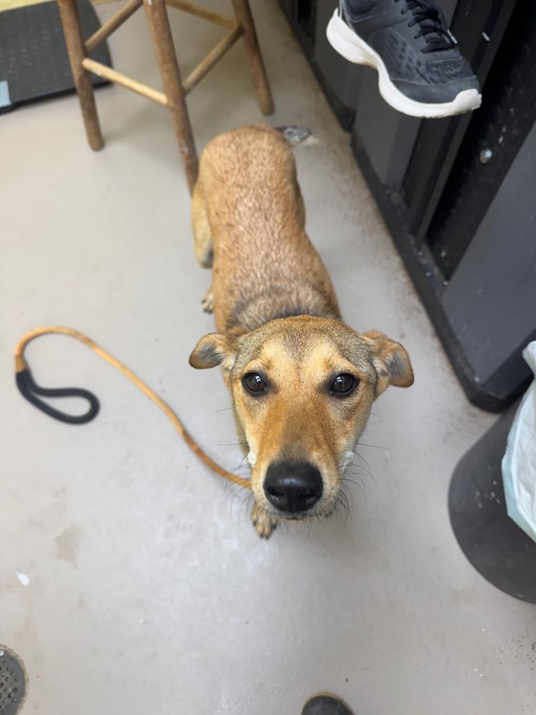 JACKIE O (SPAYED), Adopted, Young Female Mountain Cur.